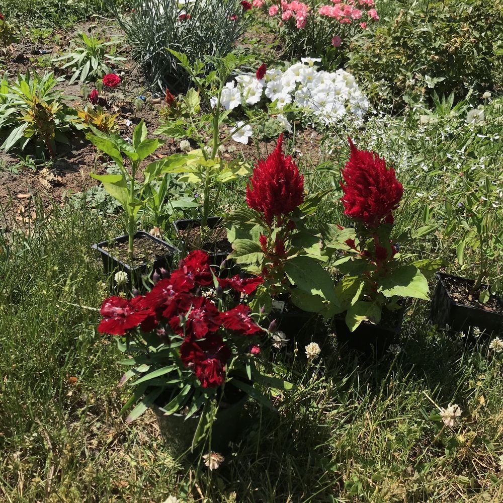 Hoenes Farms - beekeeping in Battle Creek, MI