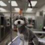 Central Bark Pet Spa and Boutique