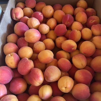 Blue Lupine - Local apricots - Health Markets Near Me - Bishop, California Blue Lupine - Local apricots - Health Markets Near Me - Bishop, California