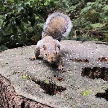 Central Park - Parks Near Me - Burnaby, British Columbia Central Park - Parks Near Me - Burnaby, British Columbia