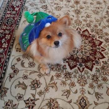 Pawdicure - Pet Groomers Near Me - Tulsa, Oklahoma Pawdicure - Pet Groomers Near Me - Tulsa, Oklahoma
