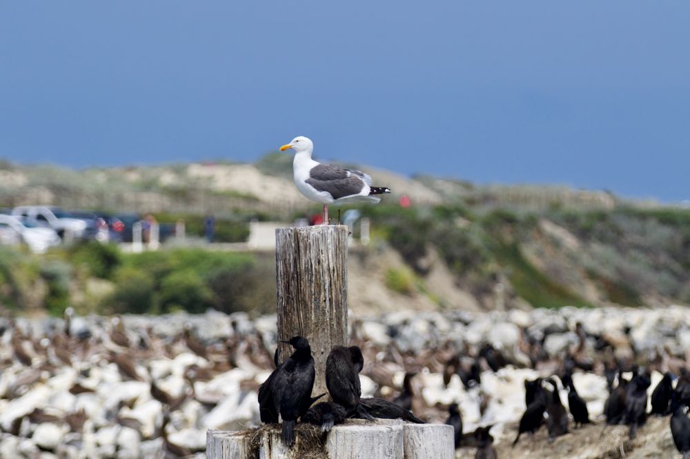 MOSS LANDING HARBOR DISTRICT 126 Photos & 10 Reviews 7881 Sandholdt