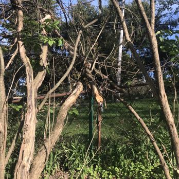 Knicely Outdoor Services - left a random branch hanging there tangled in grapevine - Tree Services Near Me Knicely Outdoor Services - left a random branch hanging there tangled in grapevine - Tree Services Near Me
