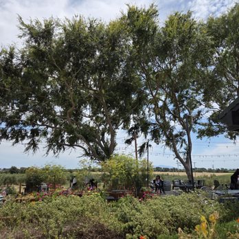 Il Fiorello Olive Oil - Grounds and olive trees - Olive Oil Near Me - Fairfield, California