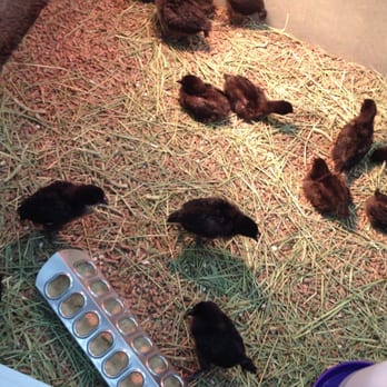 Kahoots Pet Store - Baby Chicks - Pet Stores Near Me - La Mesa, California