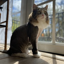 Link with a lion cut Link with a lion cut