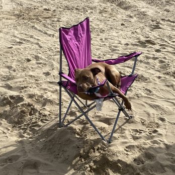 Oceano Dunes State Vehicular Recreation Area  - Beach doggy - Parks Near Me - Oceano, California