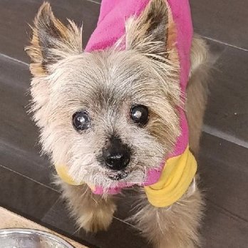 All Fur Love - Pet Groomers Near Me - Medway, Massachusetts All Fur Love - Pet Groomers Near Me - Medway, Massachusetts
