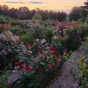 Annville Inn - A truly amazing rose garden that seems to go on forever. - Bed & Breakfast Near Me - Annville, Pennsylvania