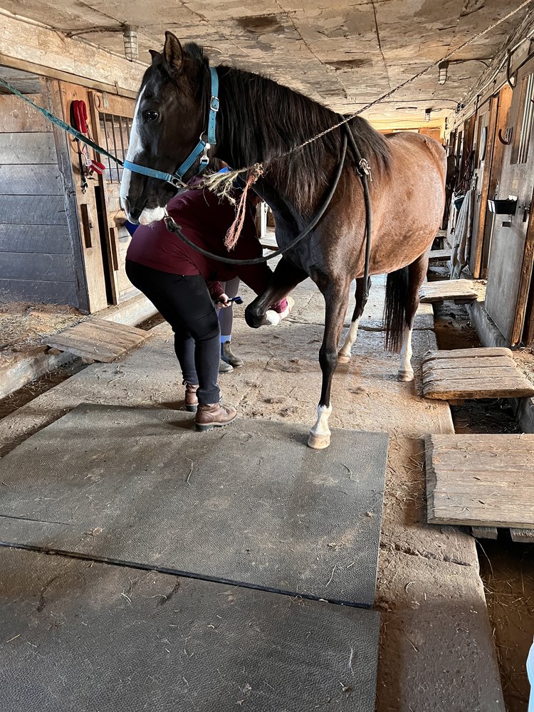 Hoof to Heart - VETS - equestrian in Westfield , MA