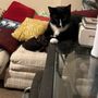 Photo of PAWS Northeast Adoption Center and Low-Cost Clinic