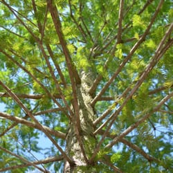 Hope Valley Tree Farm - Bald Cypress Tree - "Hope Valley Tree Farm" has over 20 varieties that do well in central Texas.