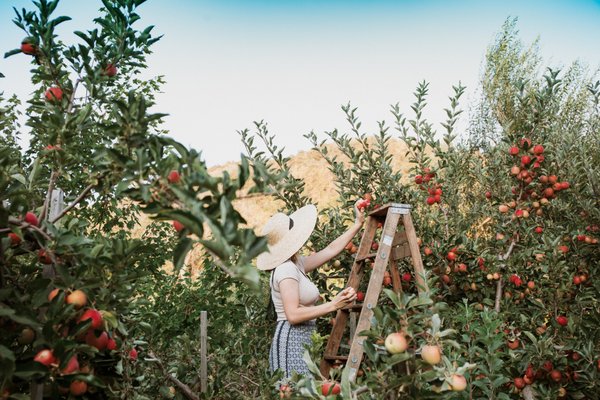 Stone Soup Farm & Heritage Orchard by null