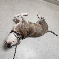 Palm Plaza Pet Hospital - This is how comfortable Sierra feels while waiting to be seen.