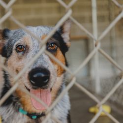 Valley View Ranch and Kennels