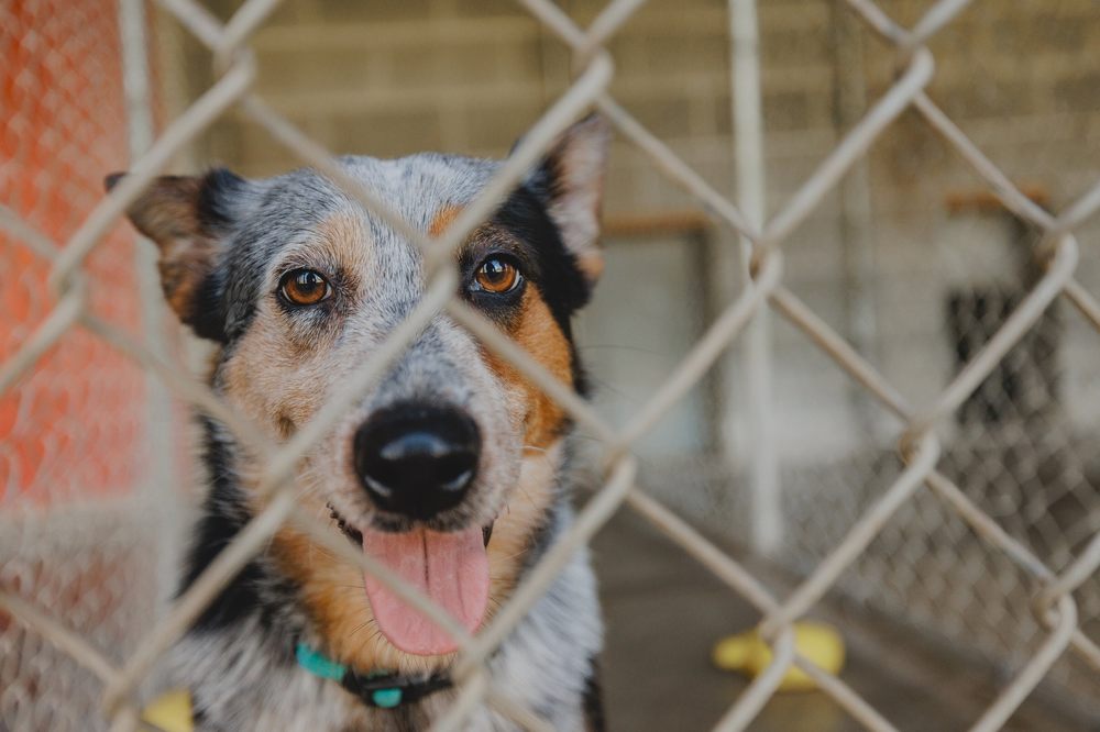 Valley View Ranch and Kennels