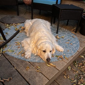 petbar Boutique - Austin Lakeline - Bo - Pet Groomers Near Me - Austin, Texas petbar Boutique - Austin Lakeline - Bo - Pet Groomers Near Me - Austin, Texas