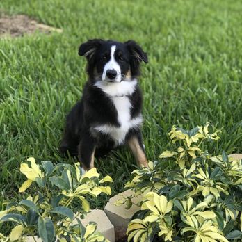 Gateway Veterinary Clinic - Willow in our flour garden in Florida. - Veterinarians Near Me - Saint Charles, Illinois Gateway Veterinary Clinic - Willow in our flour garden in Florida. - Veterinarians Near Me - Saint Charles, Illinois