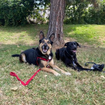 Perfect Paws Animal Training - Down and stay behavior. - Pet Training Near Me - Escondido, California Perfect Paws Animal Training - Down and stay behavior. - Pet Training Near Me - Escondido, California