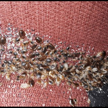 AP Pest Control - Bedbugs !!! - Pest Control Near Me - Denver, Colorado