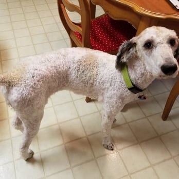 Animal Playground - This is the worst groom I have ever seen! - Pet Groomers Near Me - Davenport, Iowa Animal Playground - This is the worst groom I have ever seen! - Pet Groomers Near Me - Davenport, Iowa