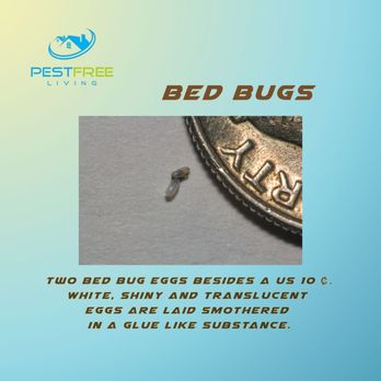 Pest Free Living - Pest Control Near Me Pest Free Living - Pest Control Near Me