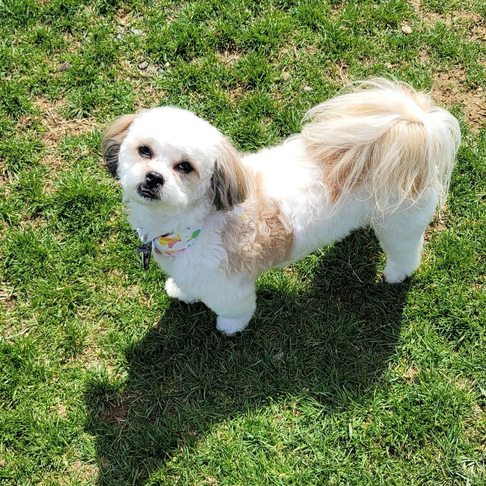 Bubbles & Beyond Pet Salon - My sweet 12 pounder Olive (nickname Ollie) - Pet Services Near Me - Topton, Pennsylvania Bubbles & Beyond Pet Salon - My sweet 12 pounder Olive (nickname Ollie) - Pet Services Near Me - Topton, Pennsylvania