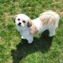 Photo of Bubbles & Beyond Pet Salon