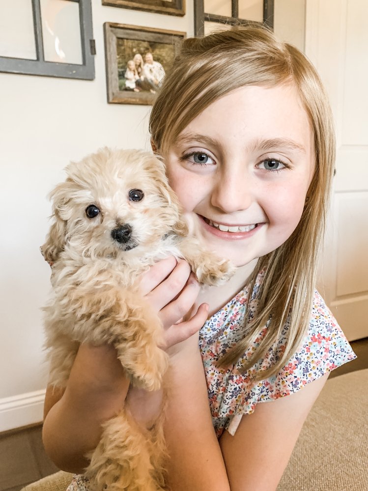 CHARLOTTE DOG CLUB Updated October 2024 27 Photos 1800 Amity Hill