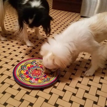 Canine Confections - Pet Stores Near Me - Greensburg, Pennsylvania