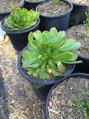 Drought tolerant - Low Maintenance plants - Come see us for your drought tolerant plants today! Drought tolerant - Low Maintenance plants - Come see us for your drought tolerant plants today!