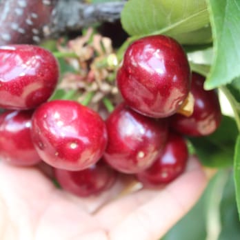 Copeland's Cherry Ranch - Pick Your Own Farms Near Me - Leona Valley, California Copeland's Cherry Ranch - Pick Your Own Farms Near Me - Leona Valley, California
