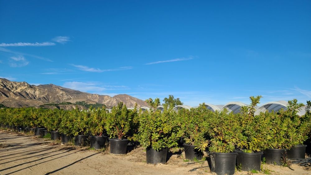 SAN ANTONIO NURSERY Updated September 2024 26 Photos 3040 E