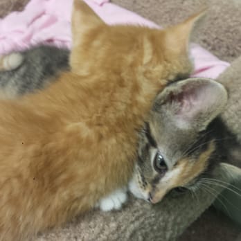 Animal Adoption Foundation - Just saw these cute little kitties :) - Animal Shelters Near Me - Hamilton, Ohio