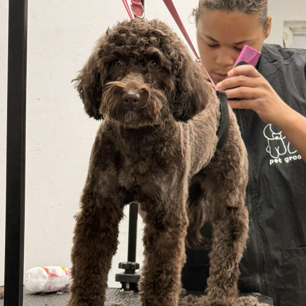 Animal Options - My Labradoodle before - Pet Groomers Near Me - Toledo, Ohio Animal Options - My Labradoodle before - Pet Groomers Near Me - Toledo, Ohio