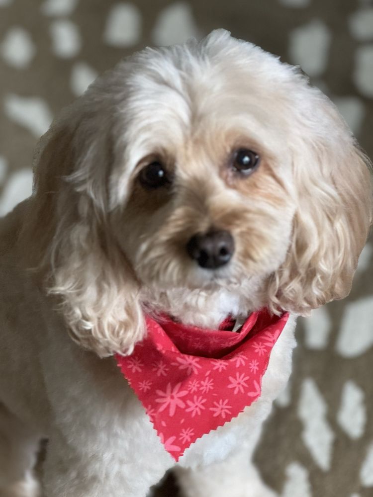 DIAMOND KENNELS Updated September 2024 36 Photos & 12 Reviews