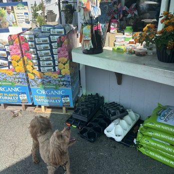 Seoane's Garden Center - My pup checking out the garden supplies - Nurseries & Gardening Near Me - Abington, Massachusetts Seoane's Garden Center - My pup checking out the garden supplies - Nurseries & Gardening Near Me - Abington, Massachusetts