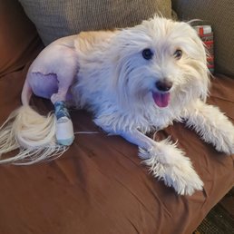 Major surgery for a massive tumor Major surgery for a massive tumor