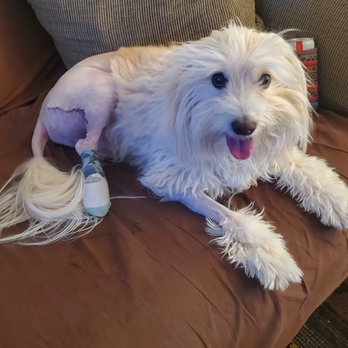 Country Pet Hospital - Major surgery for a massive tumor - Veterinarians Near Me - Alpine, California Country Pet Hospital - Major surgery for a massive tumor - Veterinarians Near Me - Alpine, California