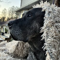 MyVetCalls - Stella Bear. So Pretty....All The Time.