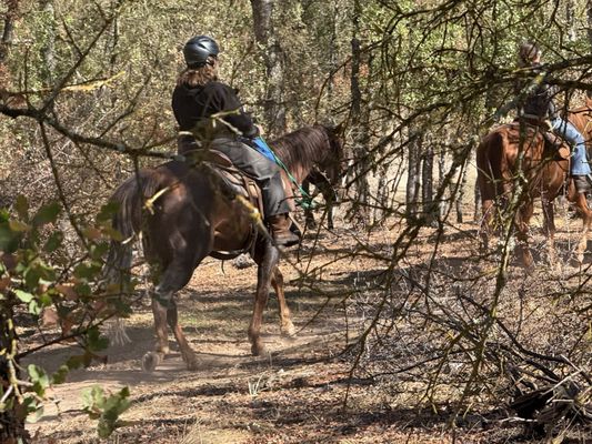 4 Horse Ranch by null