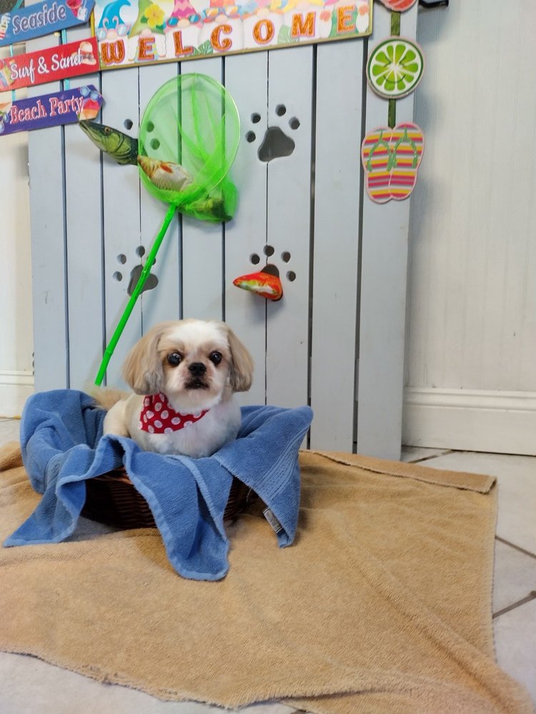 WAGGIN AND BRAGGIN PET SPA Updated April 2024 12 Photos 1675 EE