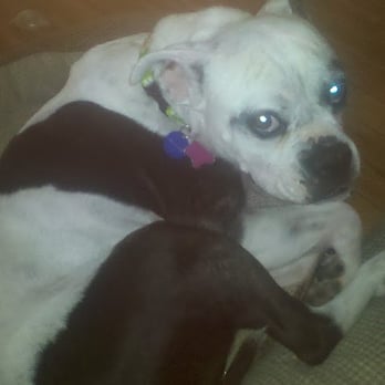 Rocket Dog Rescue - My #1 girl, Midge [Midchi]. - Animal Shelters Near Me - Oakland, California