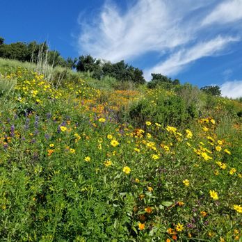 Buck Gully Reserve - Beautiful wildflowers from CA super bloom 2019 - Hiking Near Me - Newport Coast, California Buck Gully Reserve - Beautiful wildflowers from CA super bloom 2019 - Hiking Near Me - Newport Coast, California