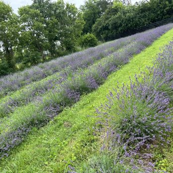Mom Moms Lavender - Gift Shops Near Me - Lexington, Kentucky Mom Moms Lavender - Gift Shops Near Me - Lexington, Kentucky