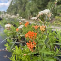 Flowing Well Tree Farm - Orange milkweed