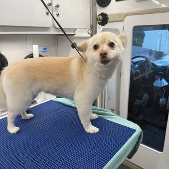Abby's Mobile Grooming - Pet Groomers Near Me - Bensenville, Illinois