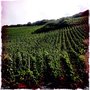Photo of Weingut Schmitt-Rodermund