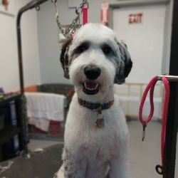 Doggy Doos
