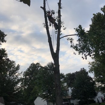Stringfellow's Tree Service - Tree service - Tree Services Near Me - Amissville, Virginia
